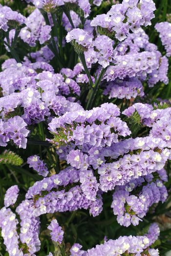 Tissue Statice Lavender 